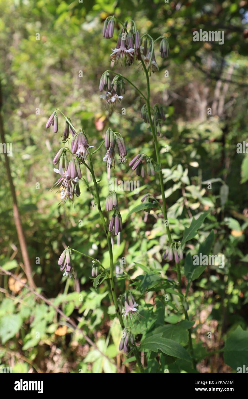 white rattlesnake root (Nabalus albus Stock Photo - Alamy