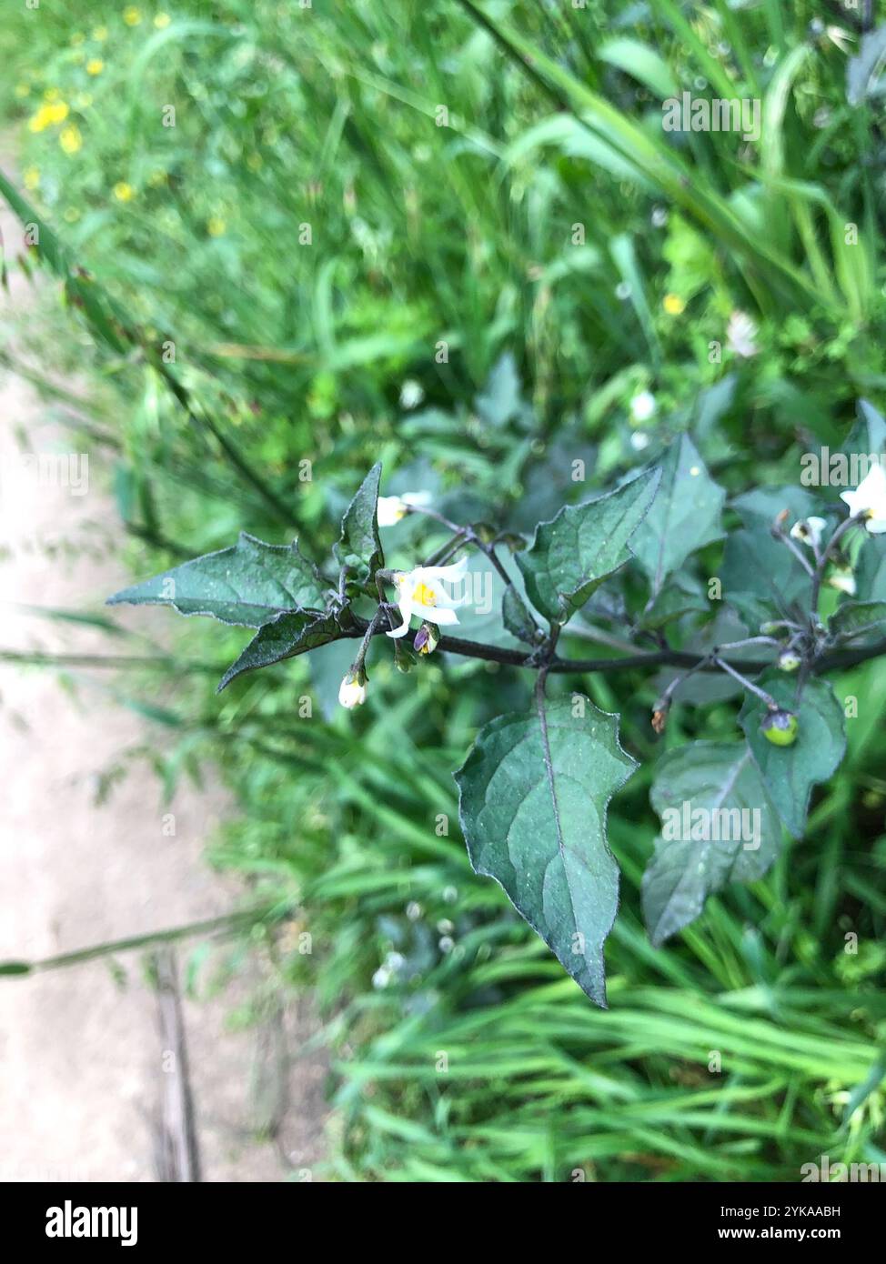 black nightshade (Solanum nigrum Stock Photo - Alamy