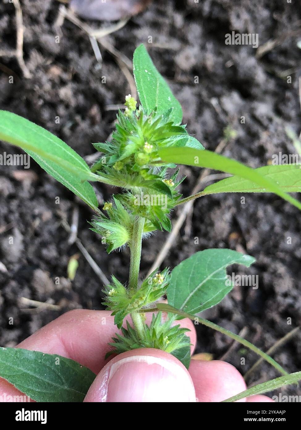 three-seeded mercuries (Acalypha Stock Photo - Alamy