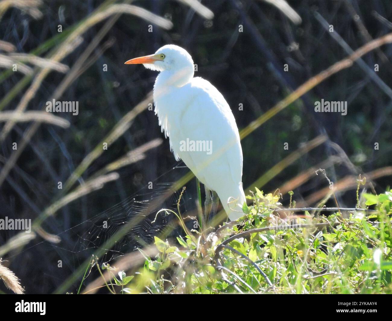 Western Cattle Egret (Bubulcus ibis Stock Photo - Alamy