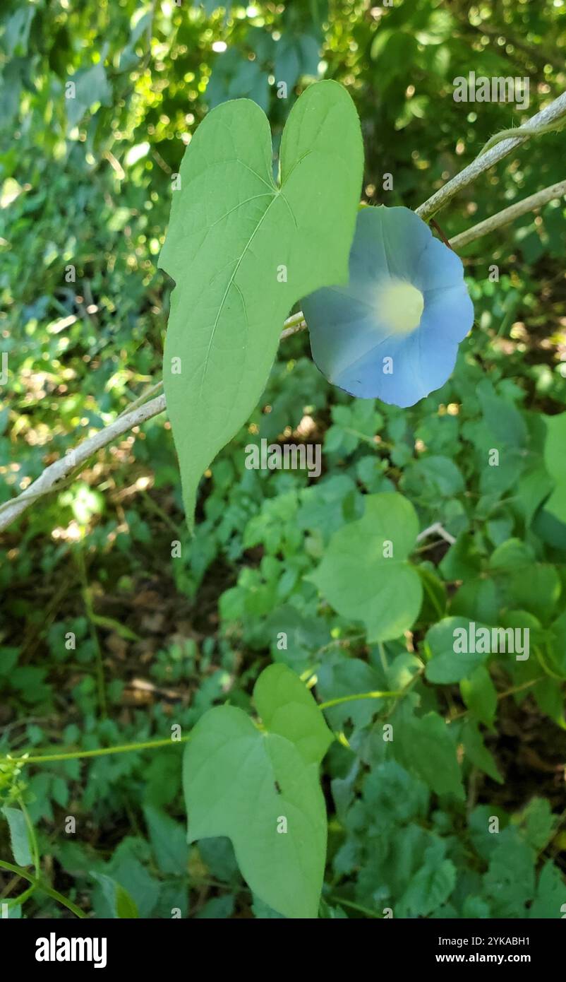 Ivy Leaf Morning Glory (Ipomoea hederacea) in the Morning Glories