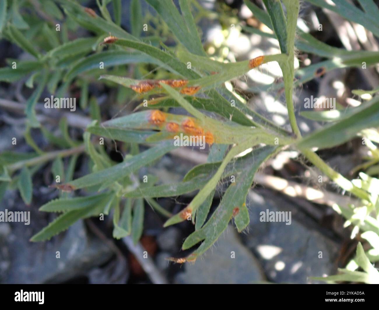 rust fungi (Pucciniales Stock Photo - Alamy