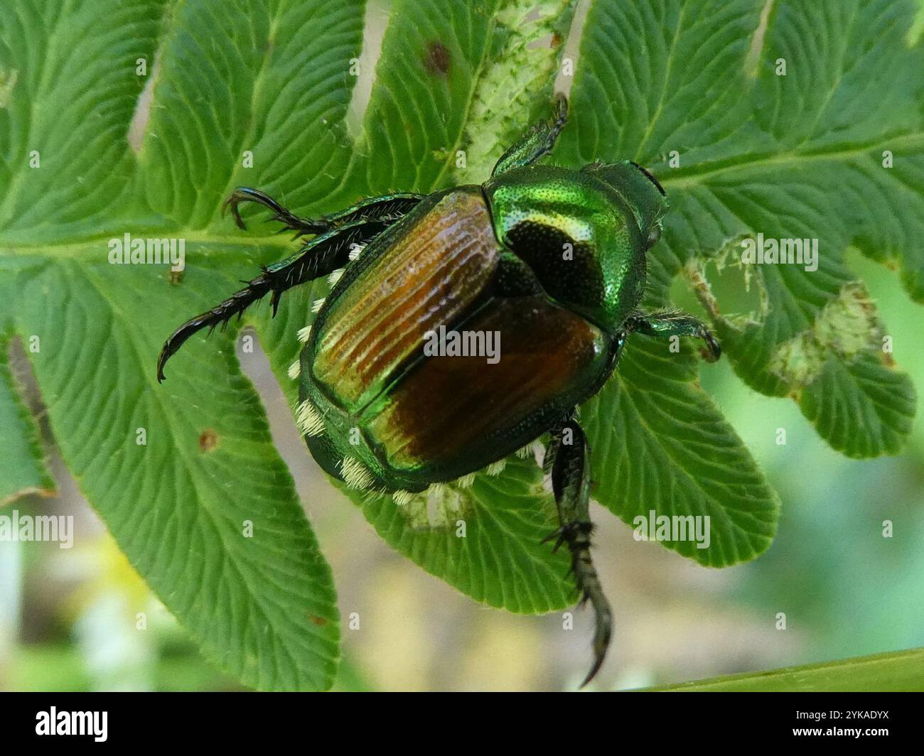 Japanese Beetle (Popillia japonica Stock Photo - Alamy