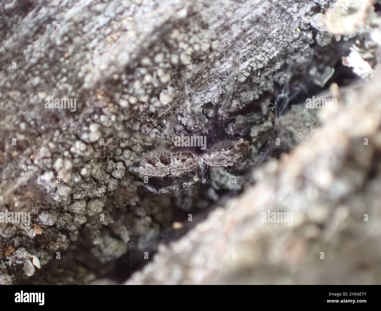 California Flattened Jumping Spider Facts You Need To Know - 7j4r76n