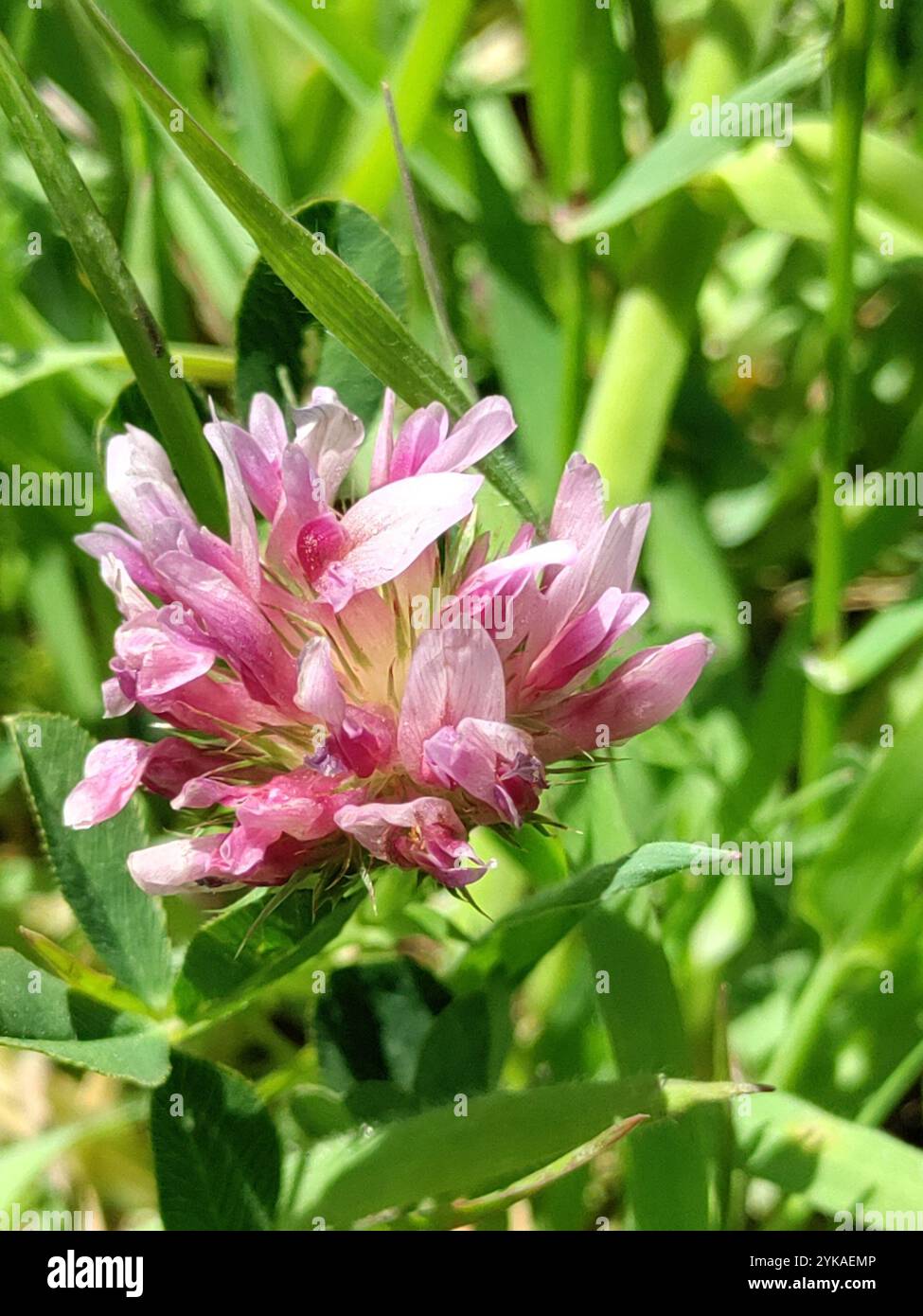 springbank clover (Trifolium wormskioldii Stock Photo - Alamy