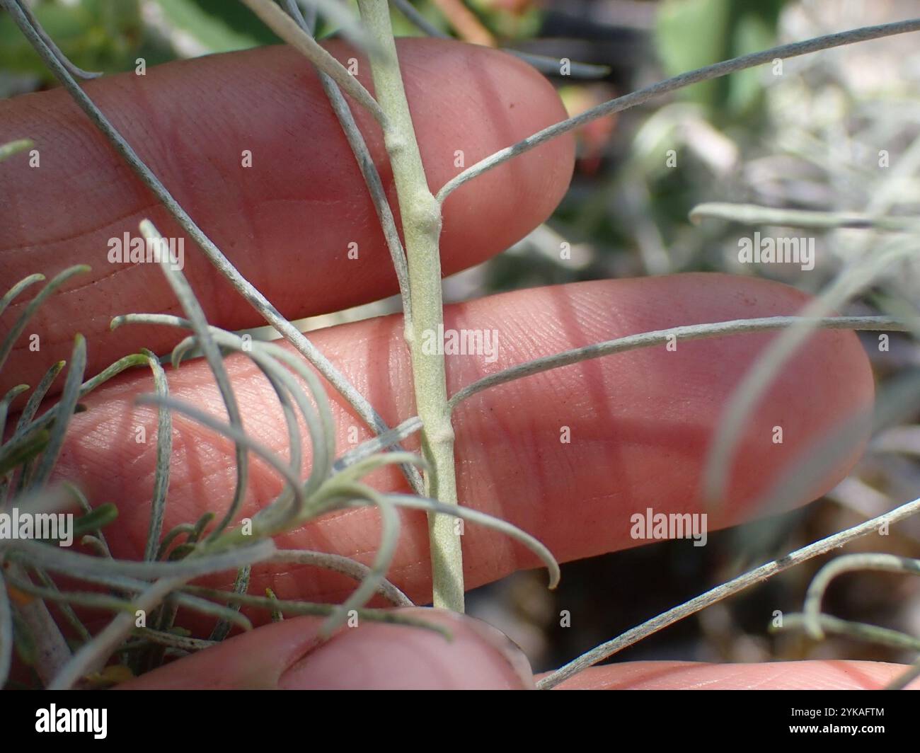 Rubber Rabbitbrush (Ericameria nauseosa Stock Photo - Alamy