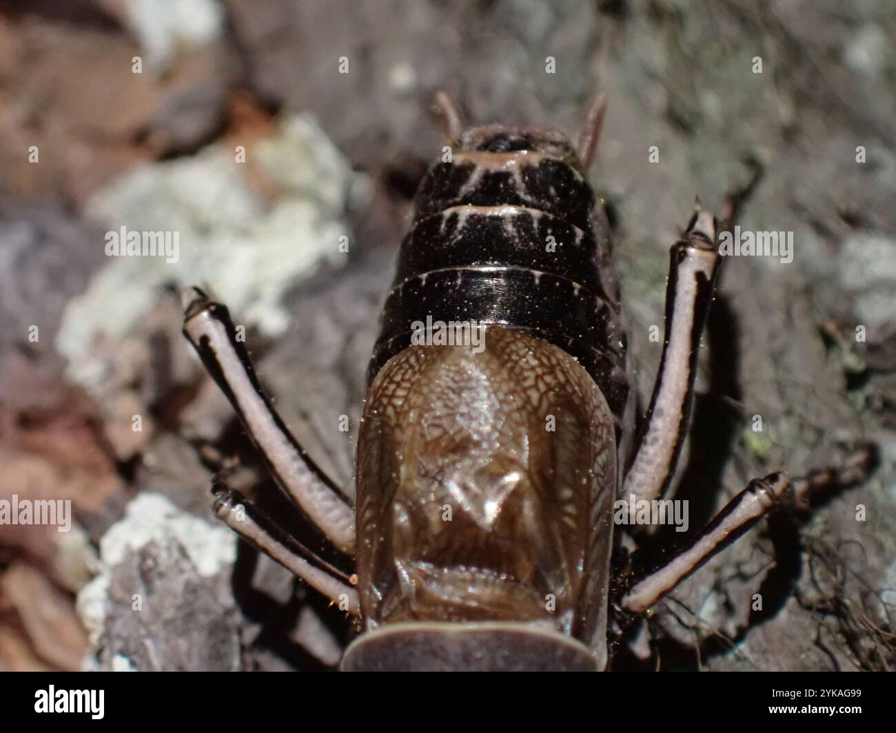 Cyphoderris monstrosa hi-res stock photography and images - Alamy