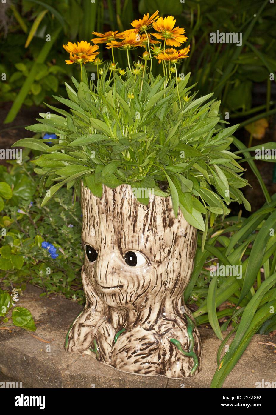 Perennial plant, coreopsis, with yellow flowers and green foliage, groiwing, like mass of hair, in decorative container with comical face and large ey Stock Photo