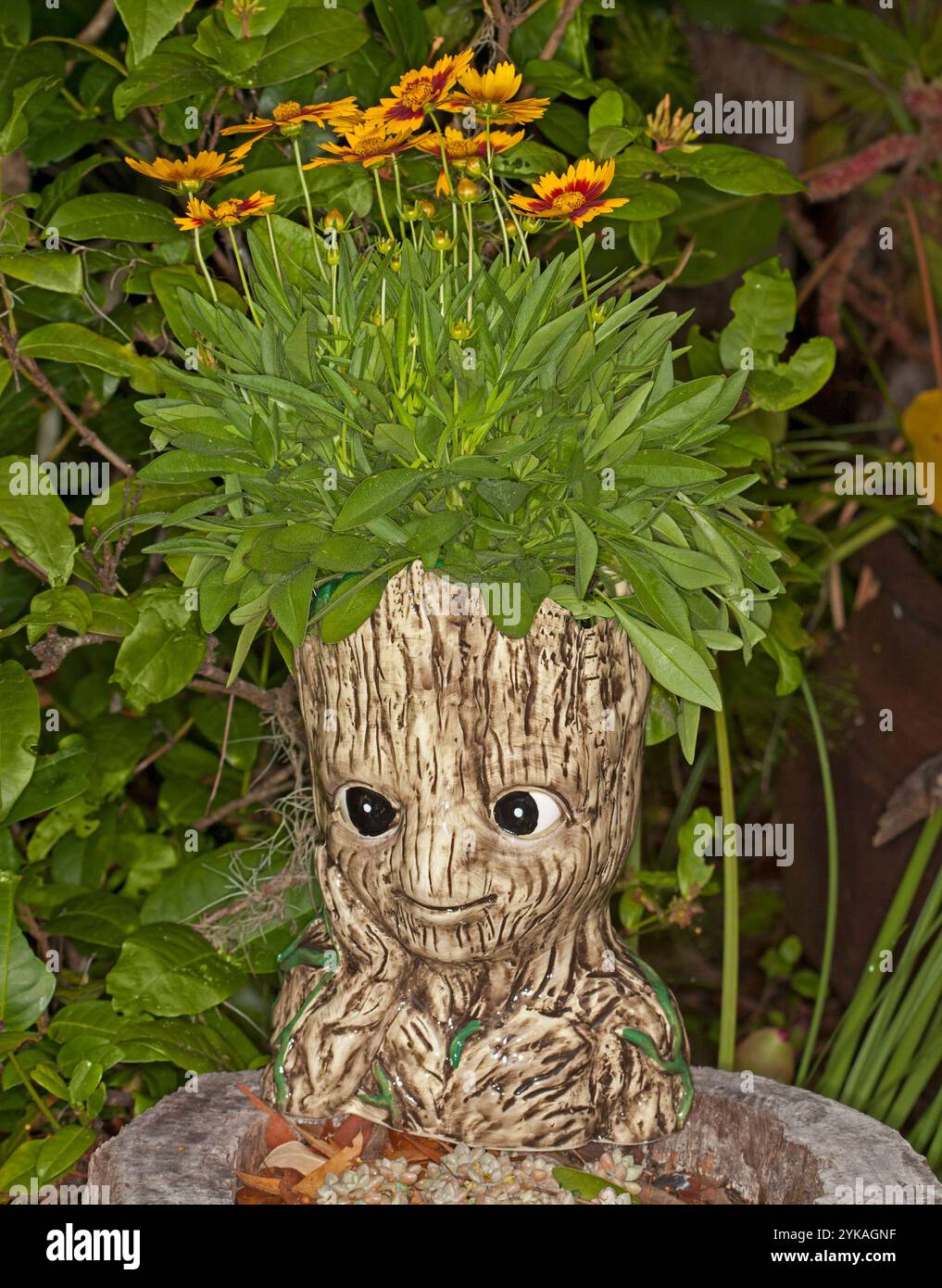 Perennial plant, coreopsis, with yellow flowers and green foliage, groiwing, like mass of hair, in decorative container with comical face and large ey Stock Photo