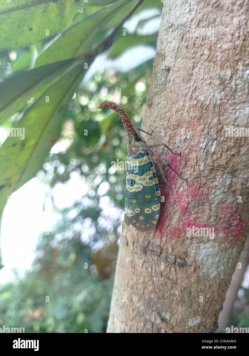 Pyrop Laternbug Pyrops candelaria hi-res stock photography and images - Alamy