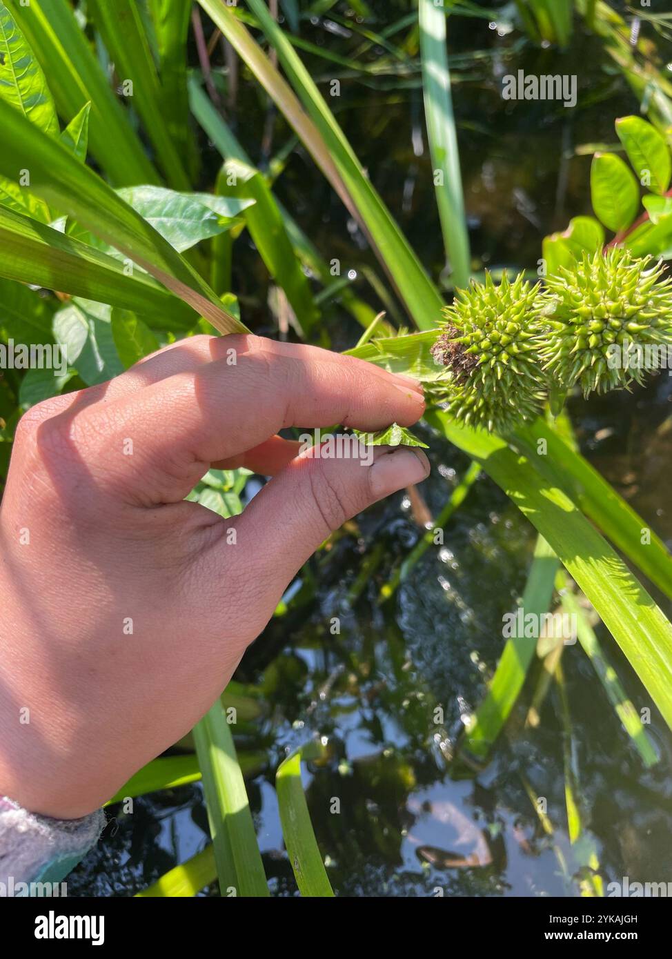 American bur reed hi-res stock photography and images - Alamy