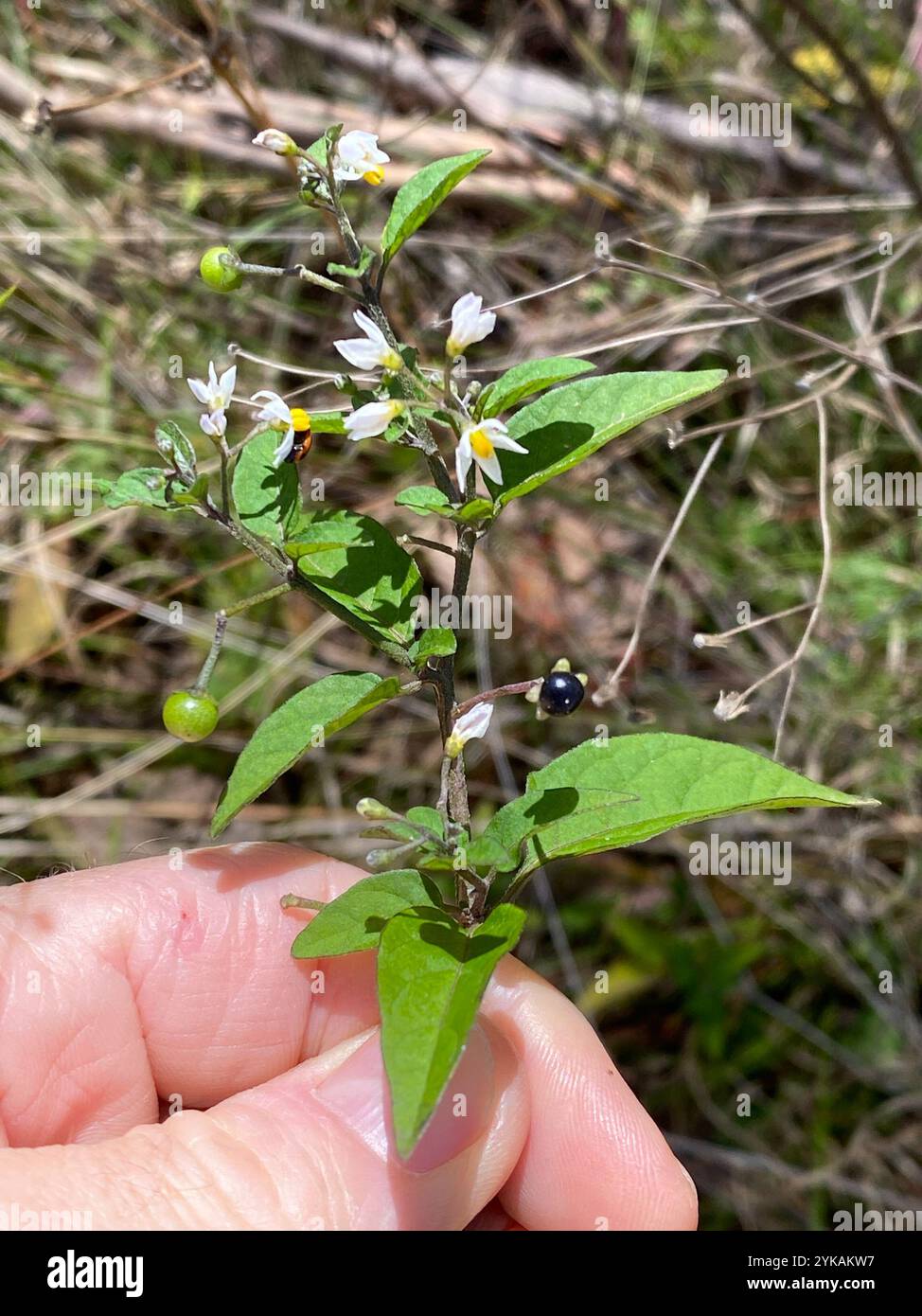 American black nightshade (Solanum americanum Stock Photo - Alamy