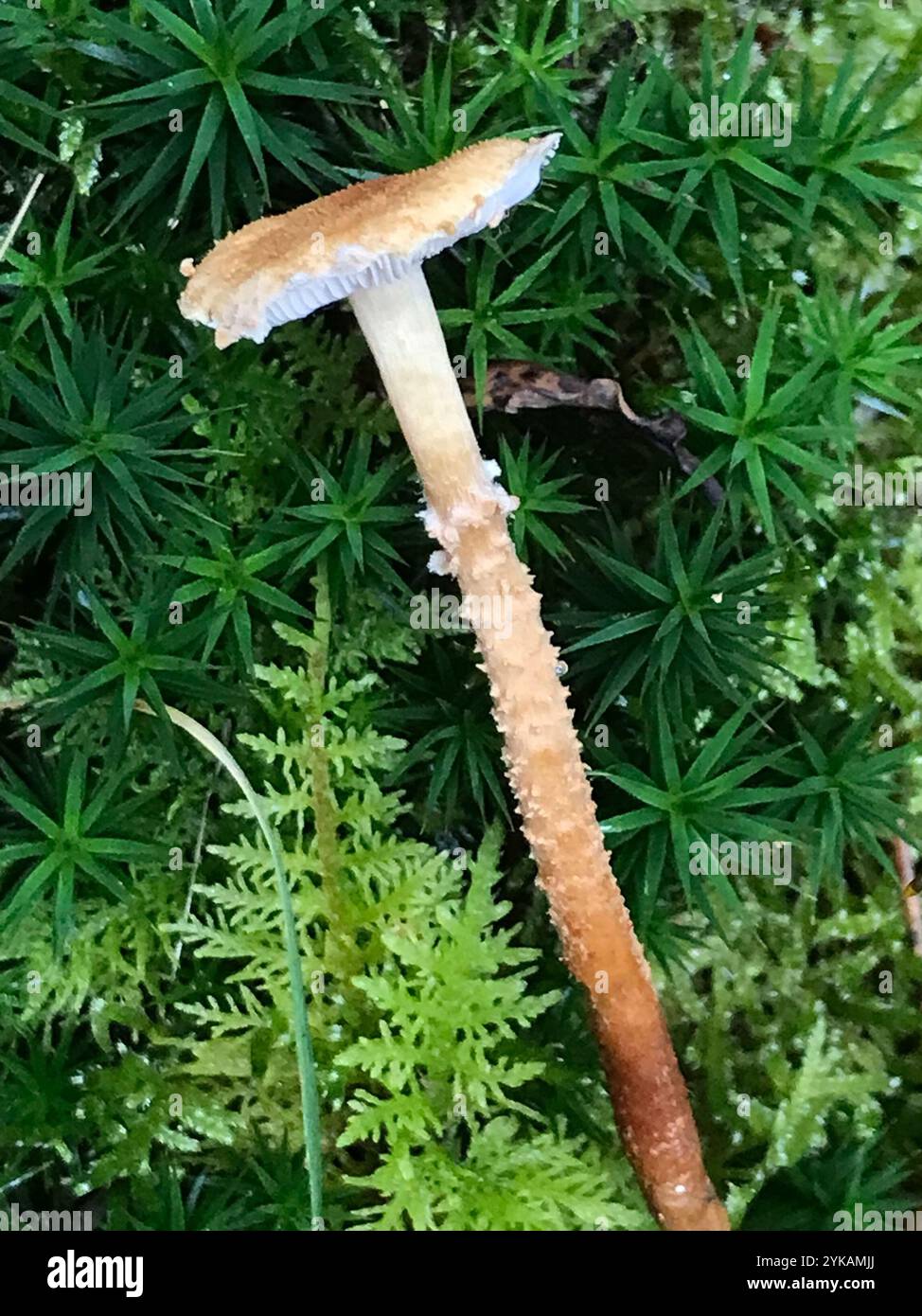 Earthy powdercap hi-res stock photography and images - Alamy