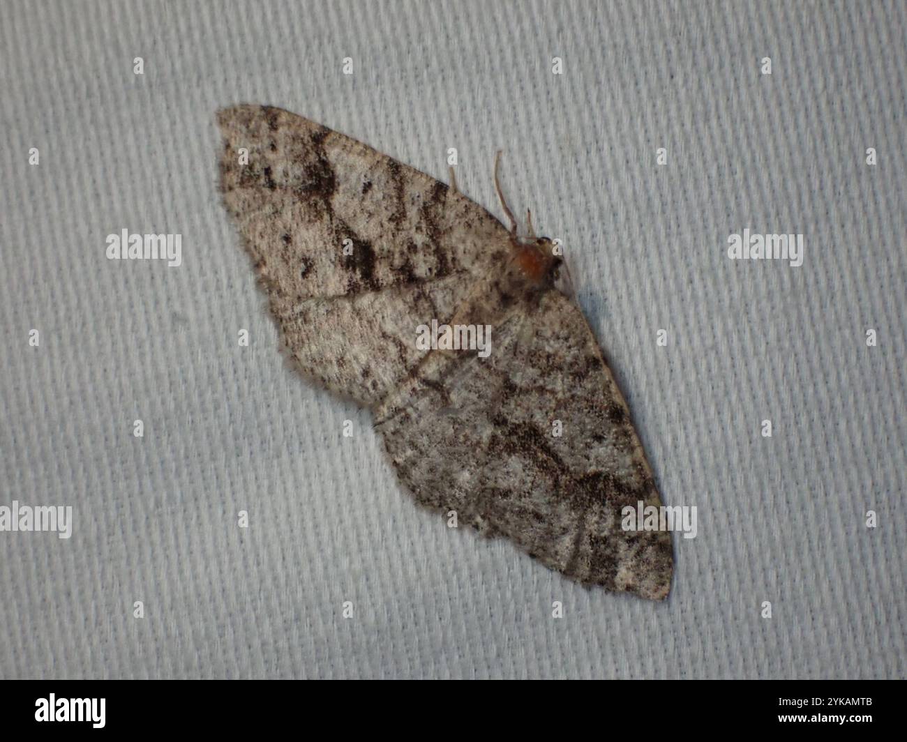 Imitata hi-res stock photography and images - Alamy