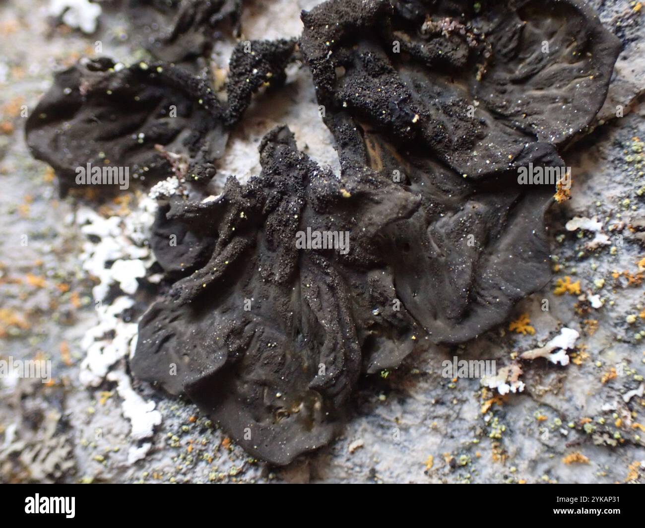 Effervescent Tarpaper Lichen (Collema furfuraceum Stock Photo - Alamy
