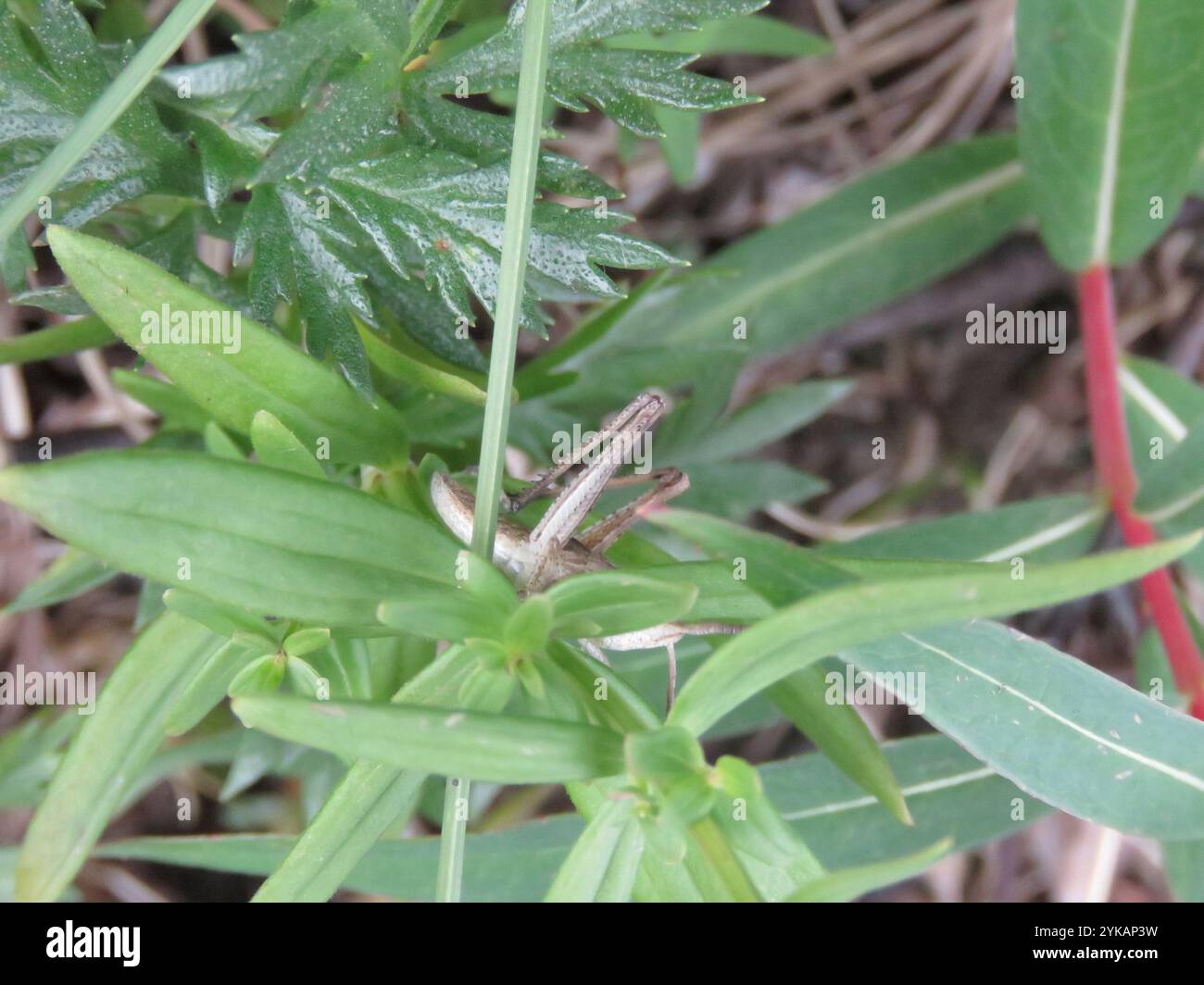 Rocky Mountain Sprinkled Locust (Chloealtis abdominalis Stock Photo - Alamy