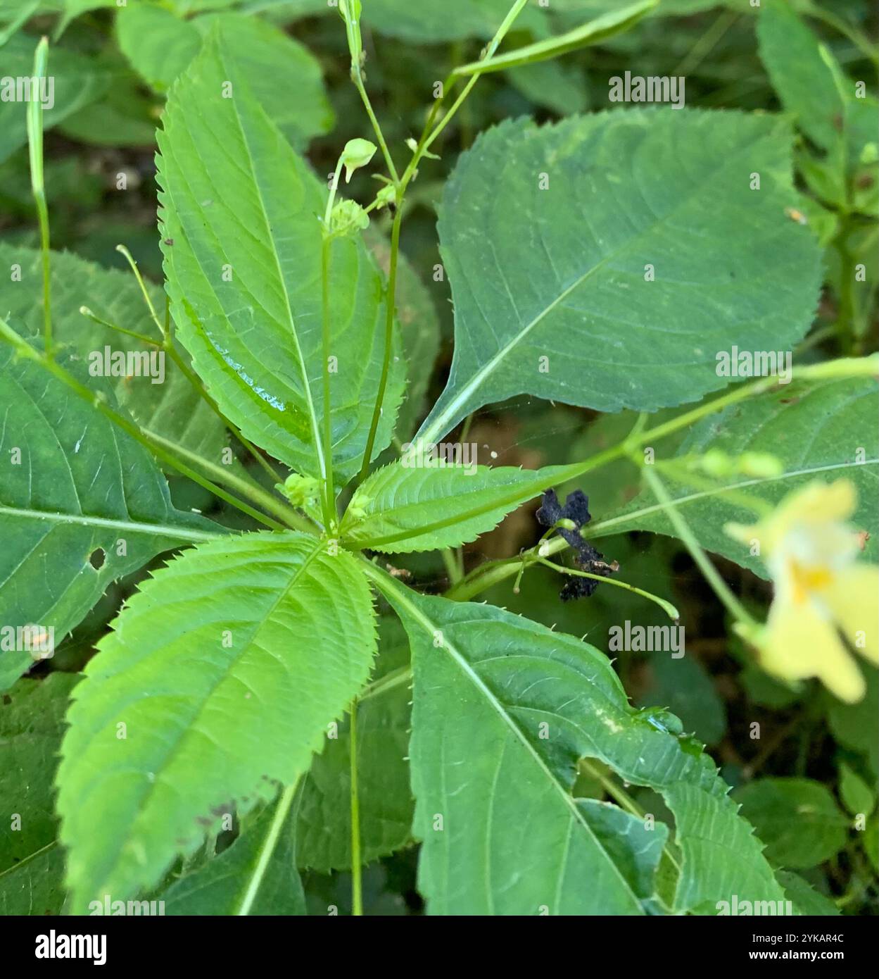 small balsam (Impatiens parviflora Stock Photo Alamy