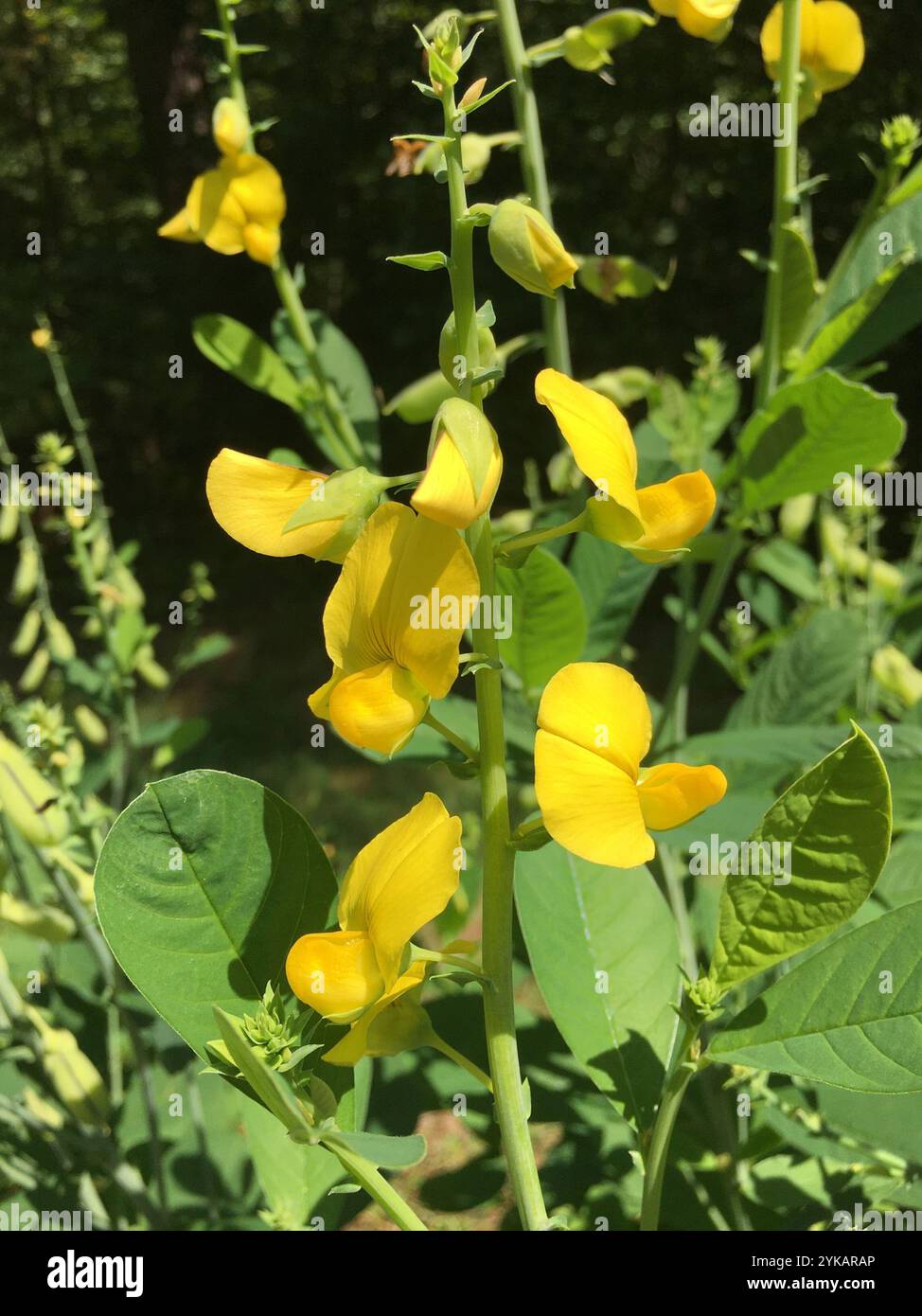 Snowy Rattlebox Showy crotalaria hi-res stock photography and images - Alamy