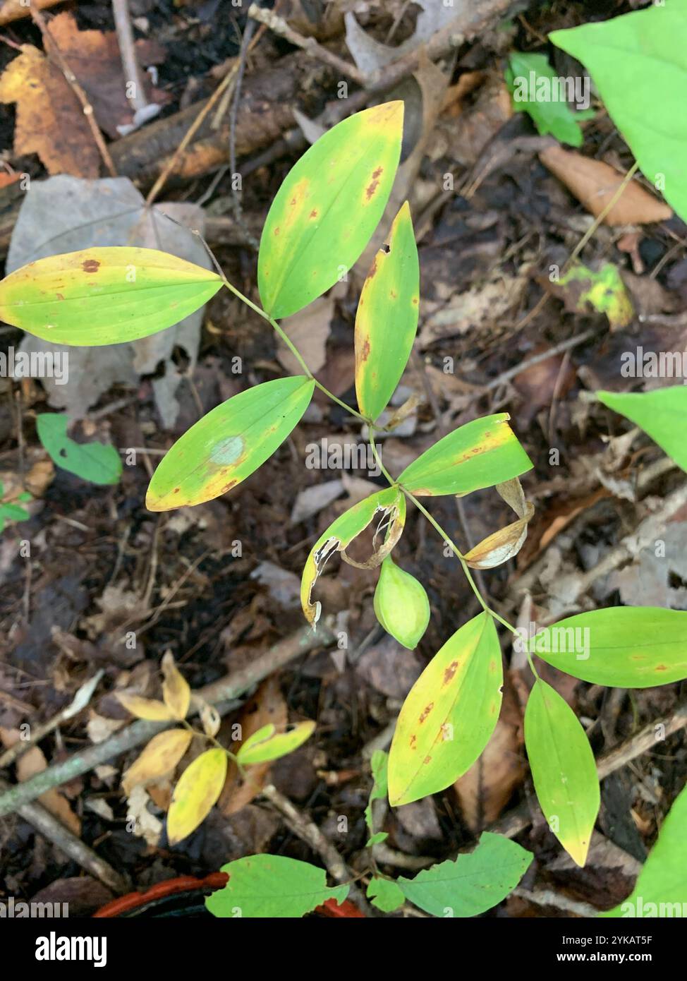sessile bellwort (Uvularia sessilifolia Stock Photo - Alamy