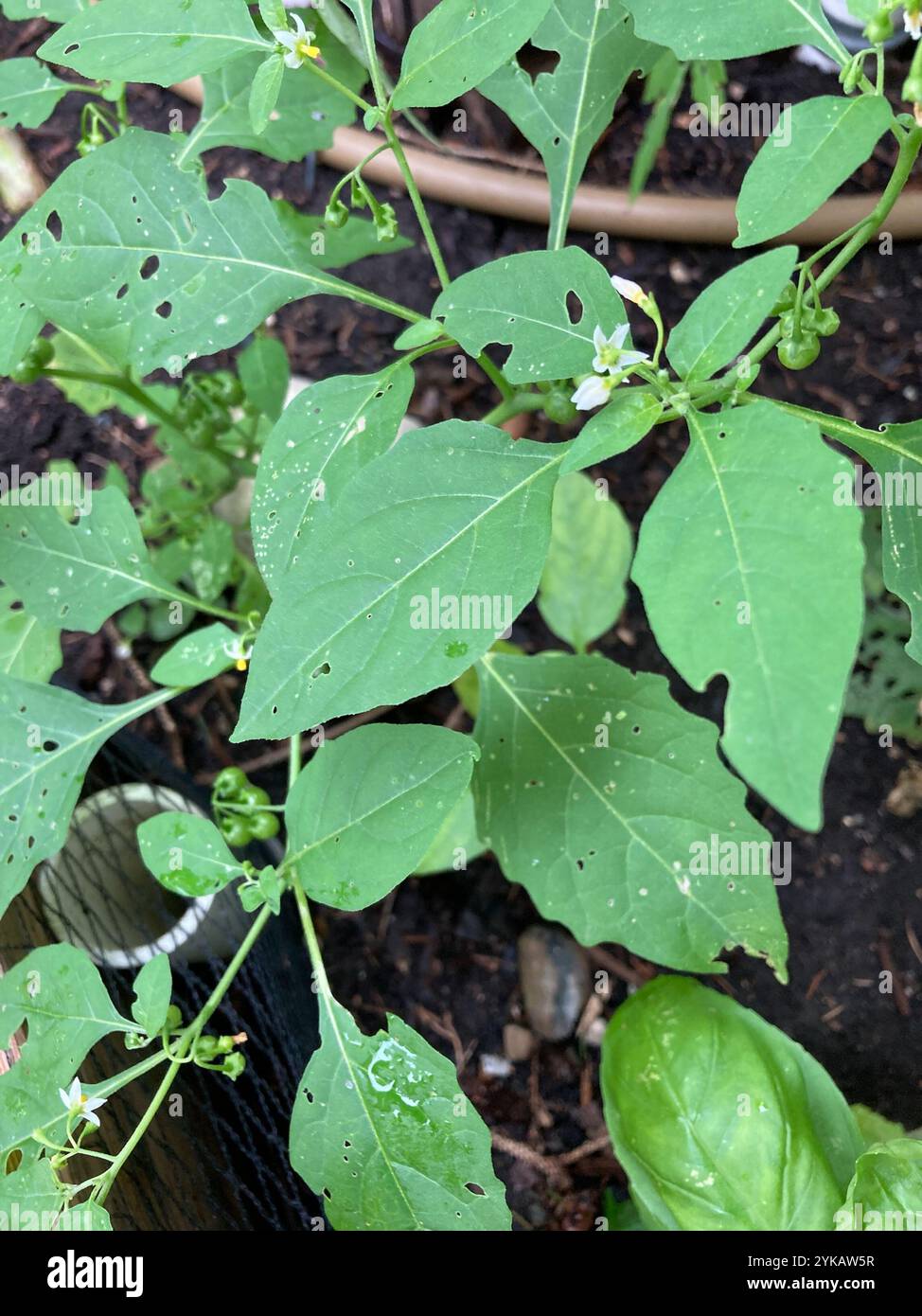 eastern black nightshade (Solanum emulans Stock Photo - Alamy