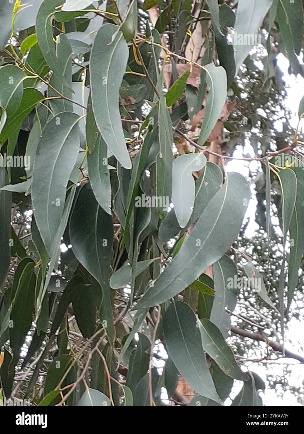 Eucalyptus obliqua hi-res stock photography and images - Alamy