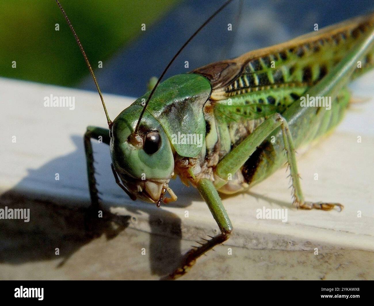 Wart-biter (Decticus verrucivorus Stock Photo - Alamy