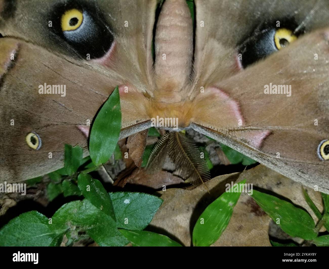 Polyphemus Moth (Antheraea polyphemus Stock Photo - Alamy