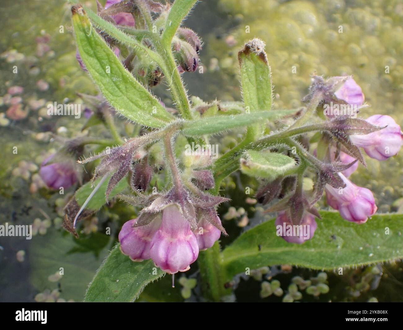common comfrey (Symphytum officinale Stock Photo - Alamy