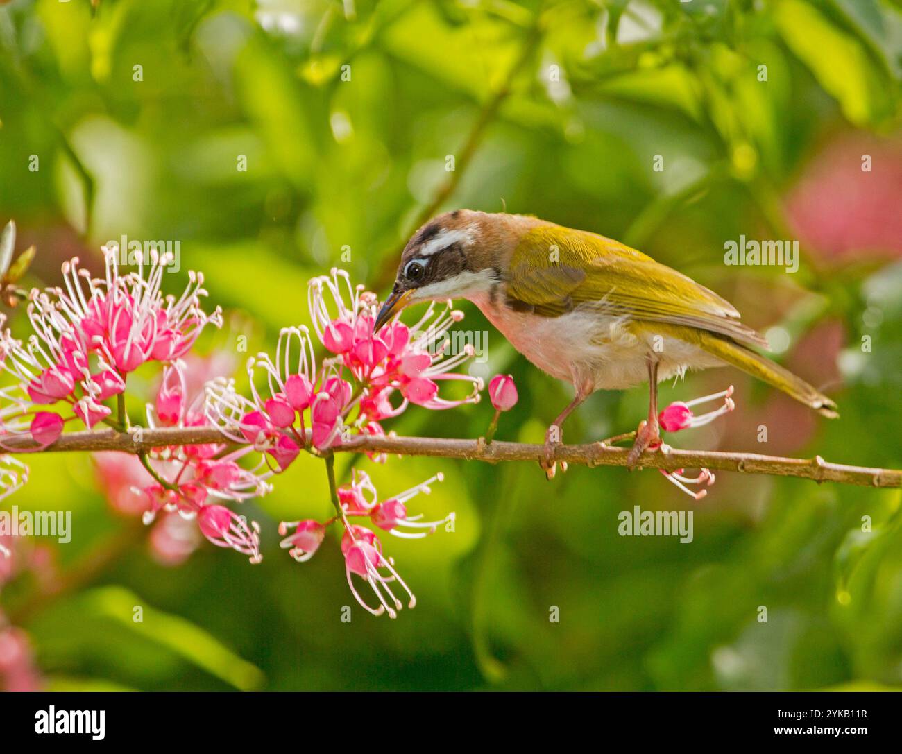 White-throated hoenyeater on flowers of corkwood, Melicope rubra Stock Photo