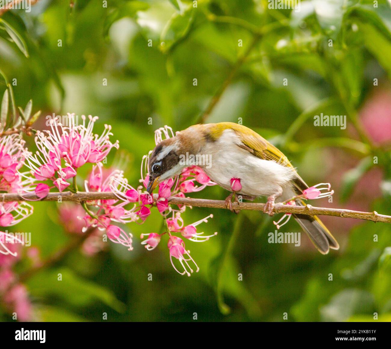 White-throated hoenyeater on flowers of corkwood, Melicope rubra Stock Photo