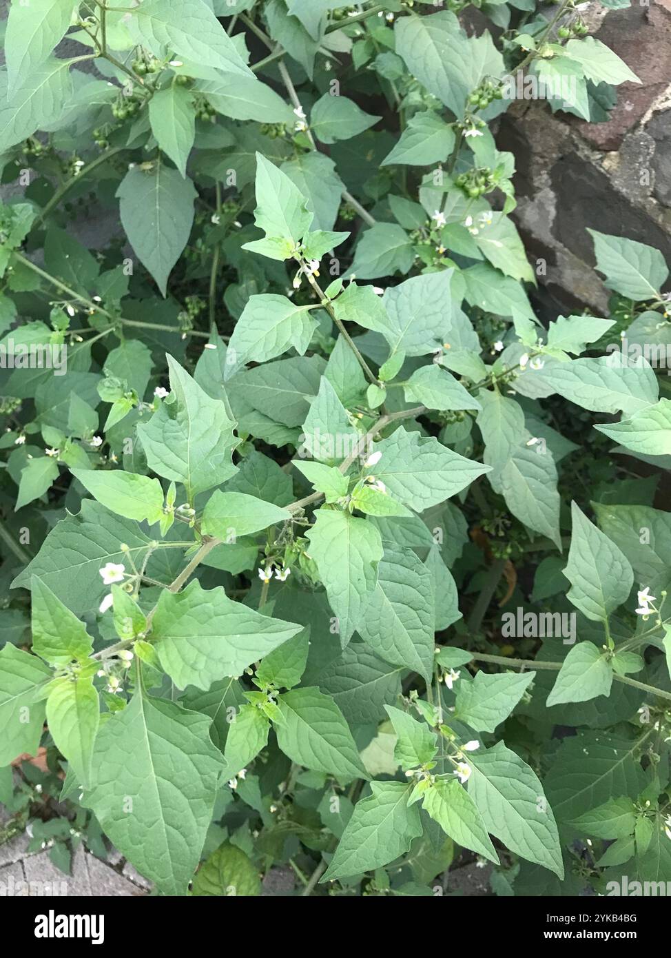 black nightshade (Solanum nigrum Stock Photo - Alamy