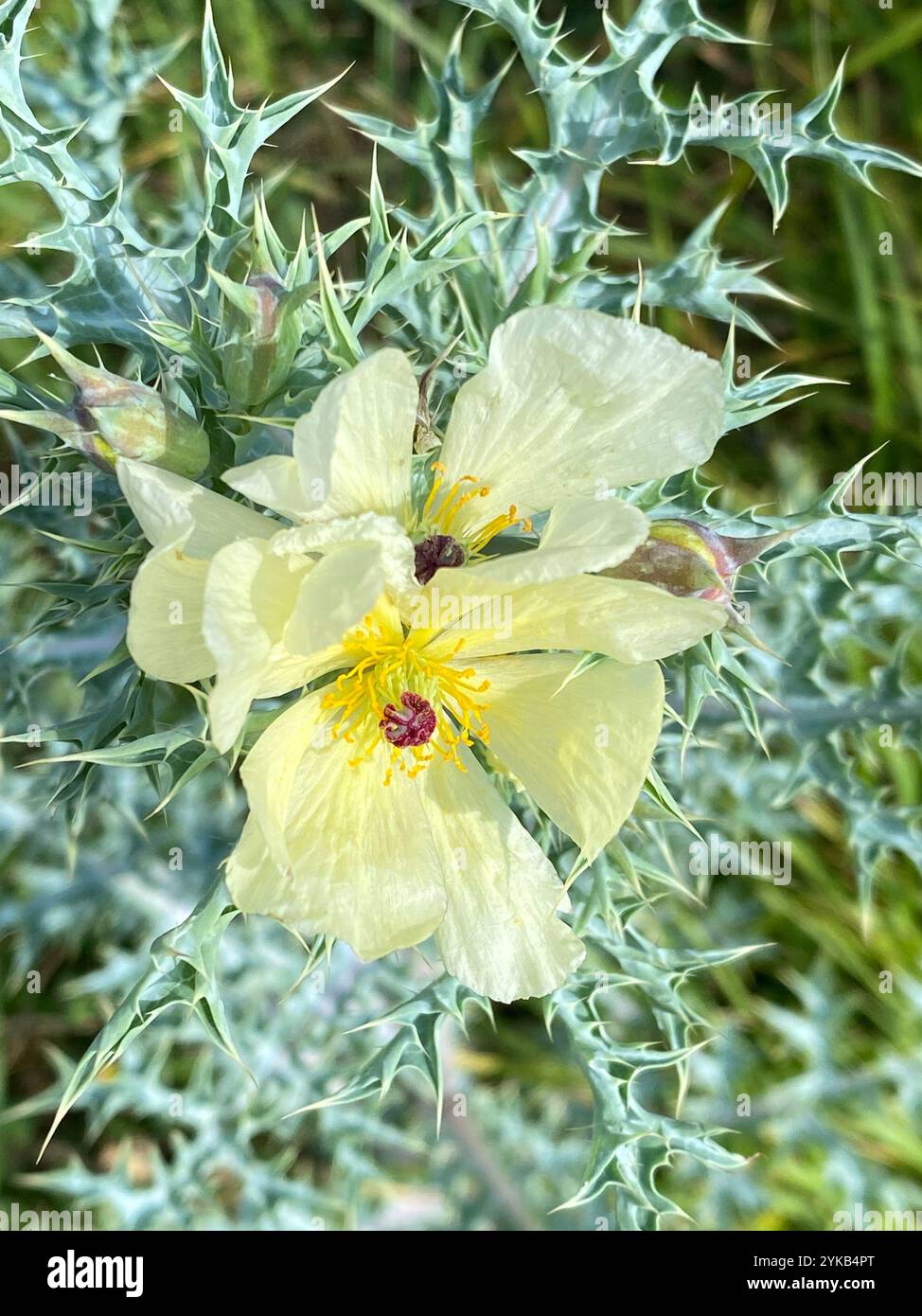 Mexican Poppy (Argemone ochroleuca Stock Photo - Alamy