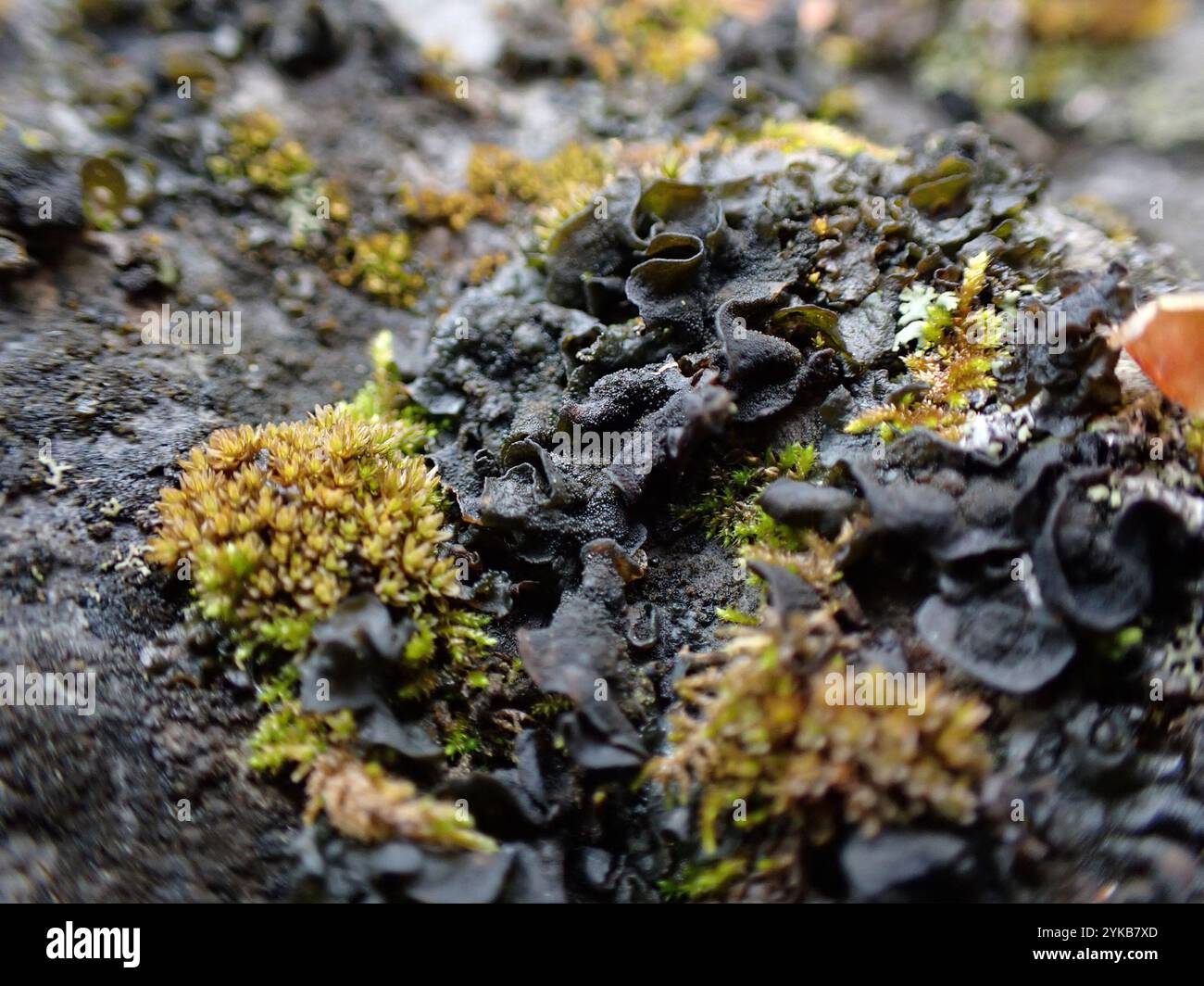 Lathagrium hi-res stock photography and images - Alamy