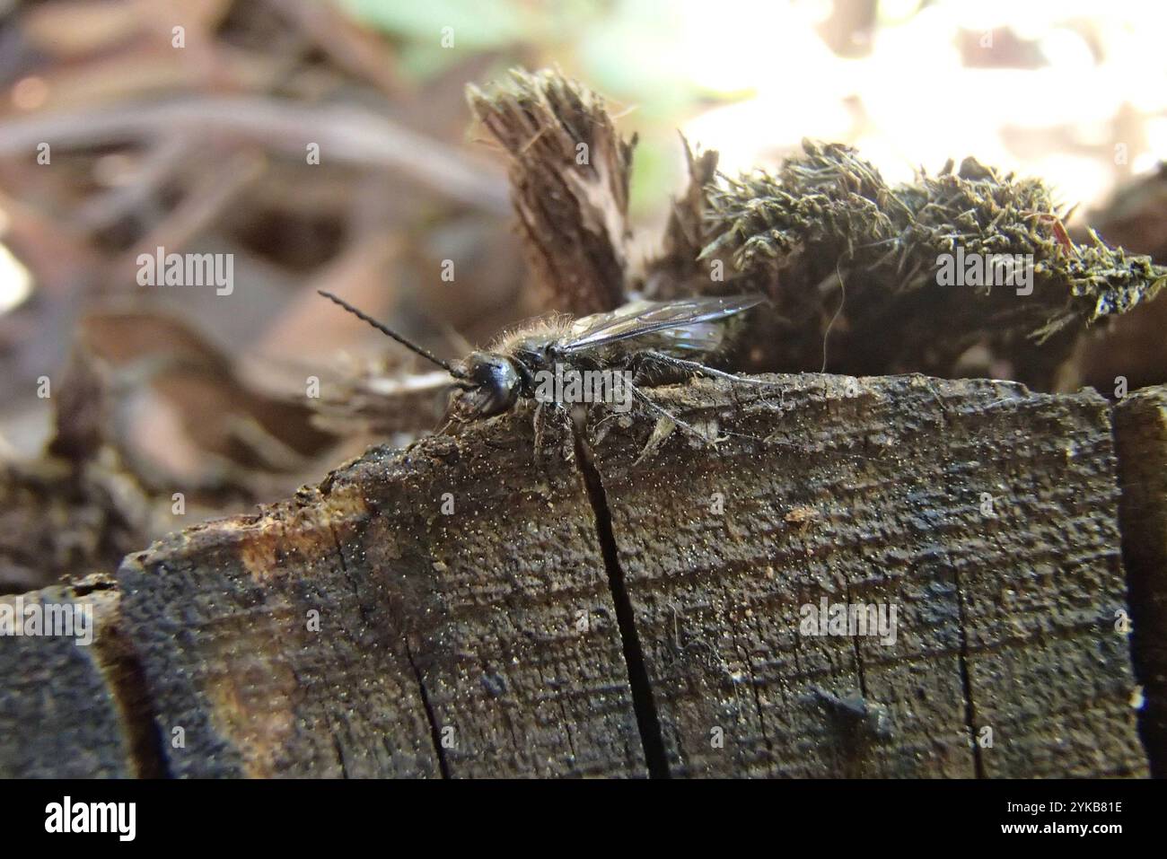Ants, Bees, Wasps, and Sawflies (Hymenoptera Stock Photo - Alamy