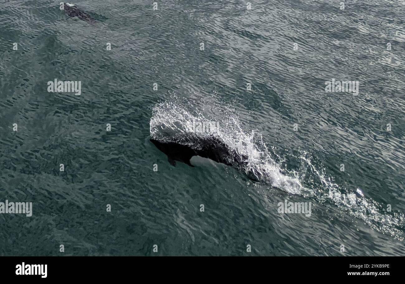 Dall's Porpoise (Phocoenoides dalli dalli) Stock Photo