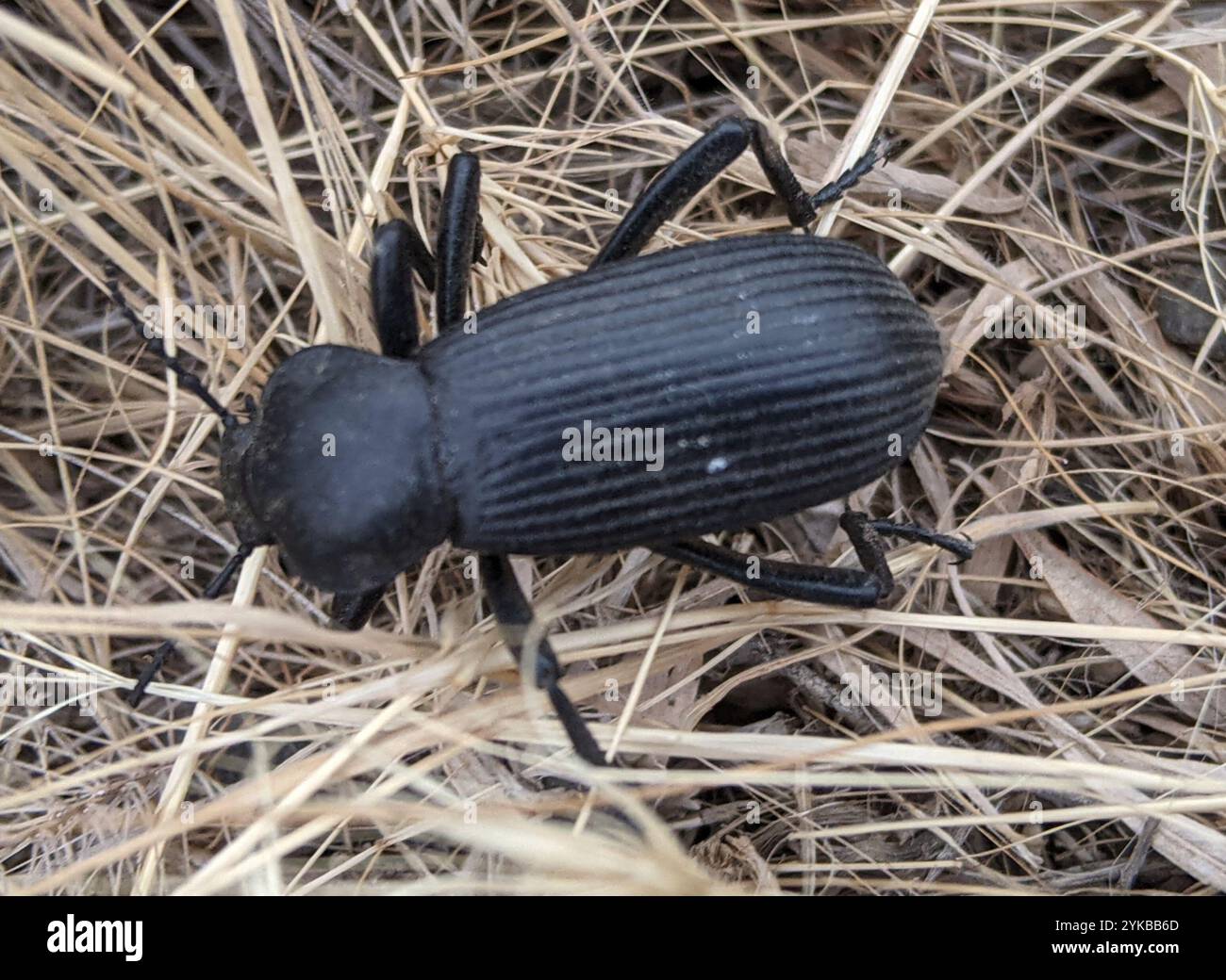 Eleodes hi-res stock photography and images - Alamy