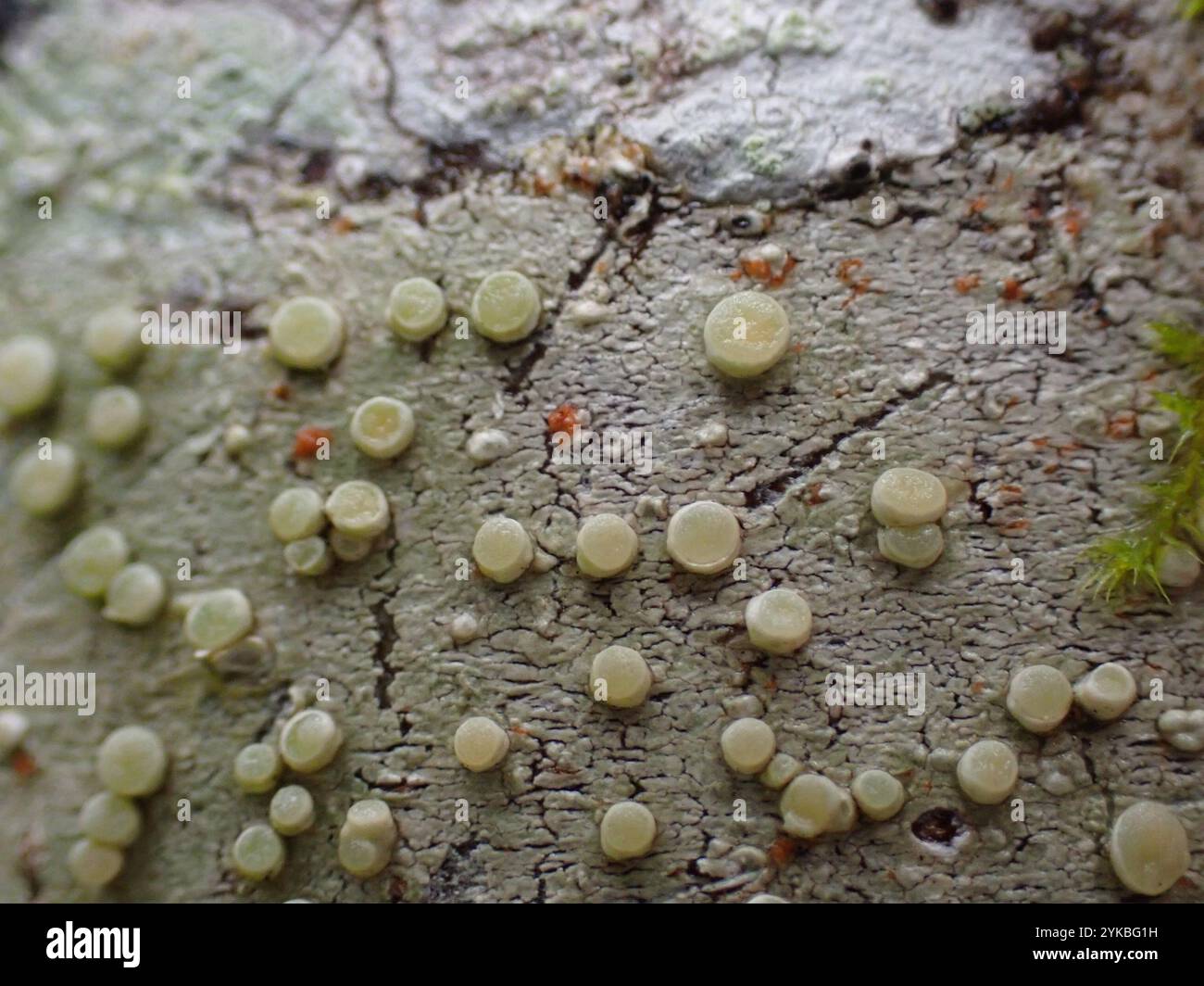 common lichens (Lecanoromycetes Stock Photo Alamy