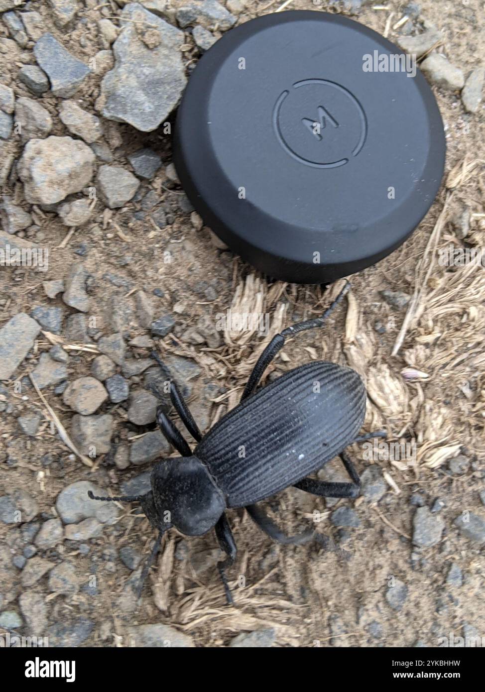 Eleodes hi-res stock photography and images - Alamy