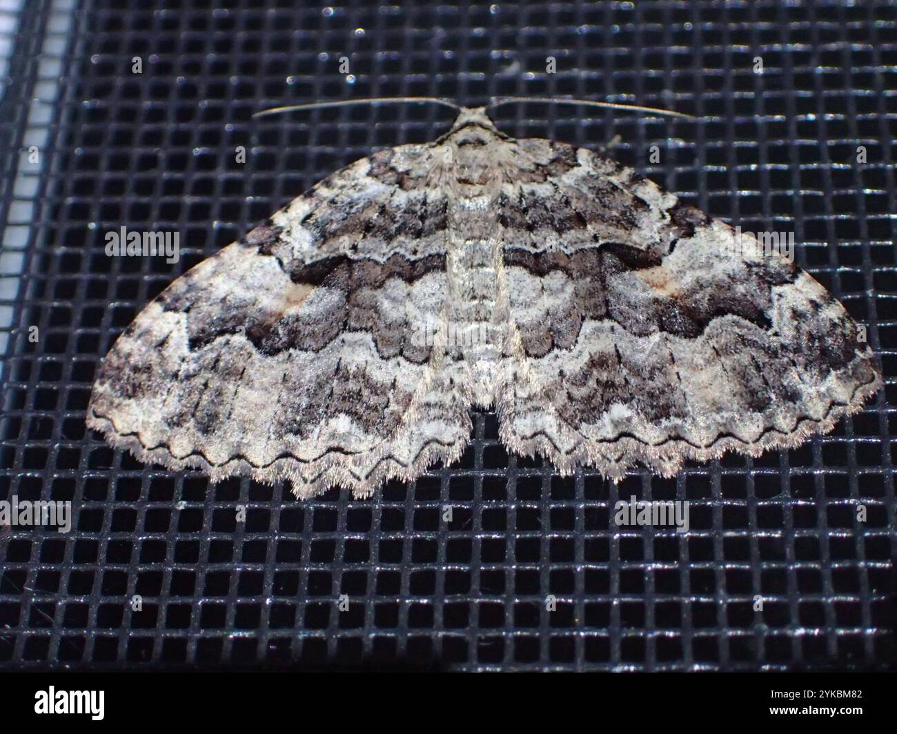 Triphosa haesitata hi-res stock photography and images - Alamy