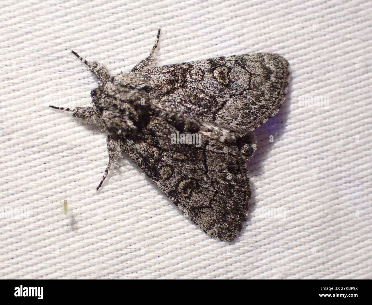 Broth Moth Brother Moth (Raphia frater Stock Photo - Alamy