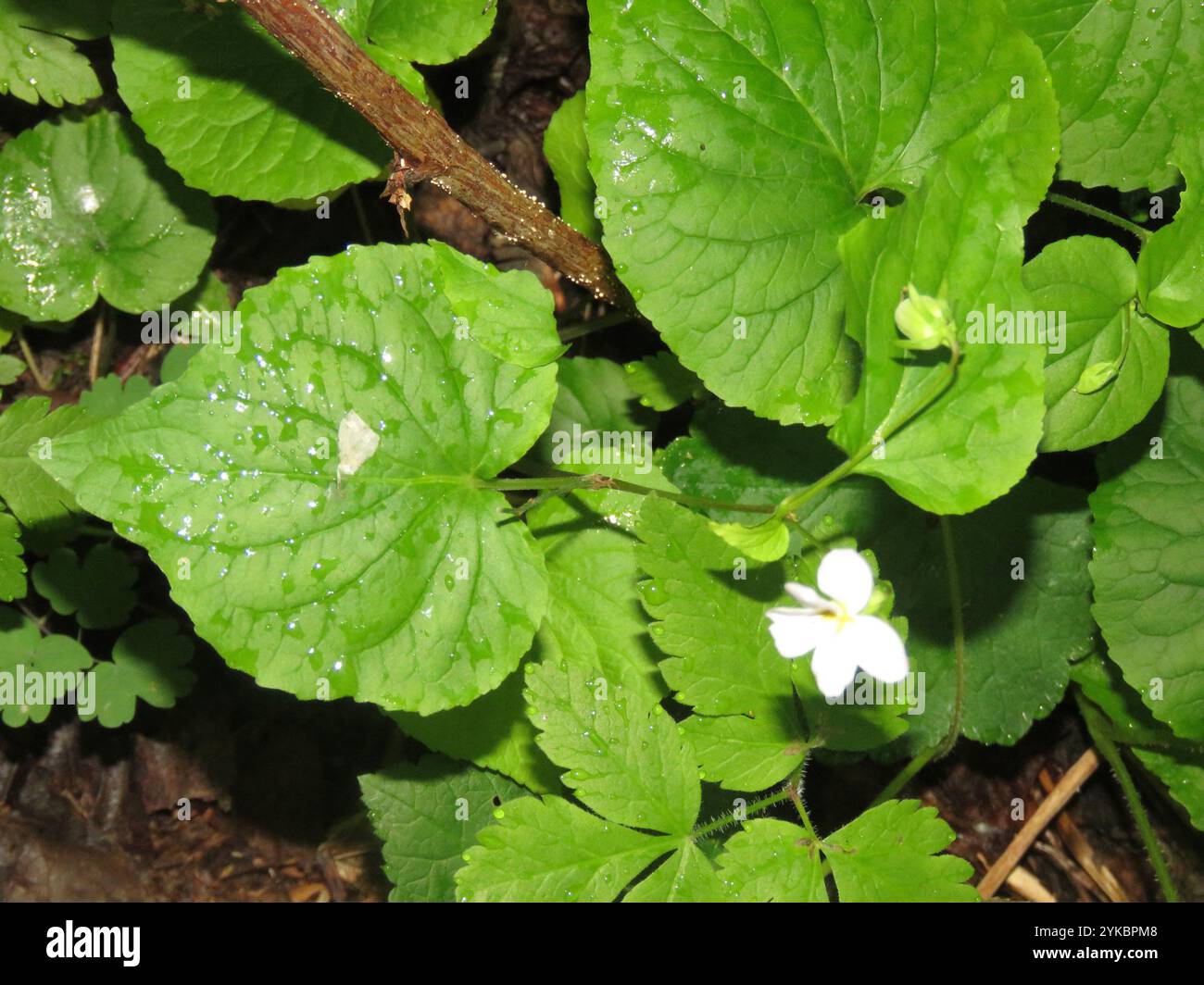 Canada Violet (Viola canadensis Stock Photo - Alamy