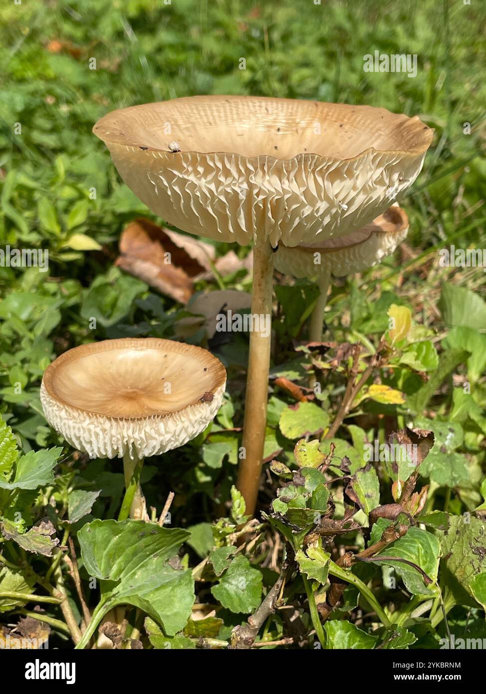Beech Rooter Beech Rooter (Oudemansiella furfuracea Stock Photo - Alamy