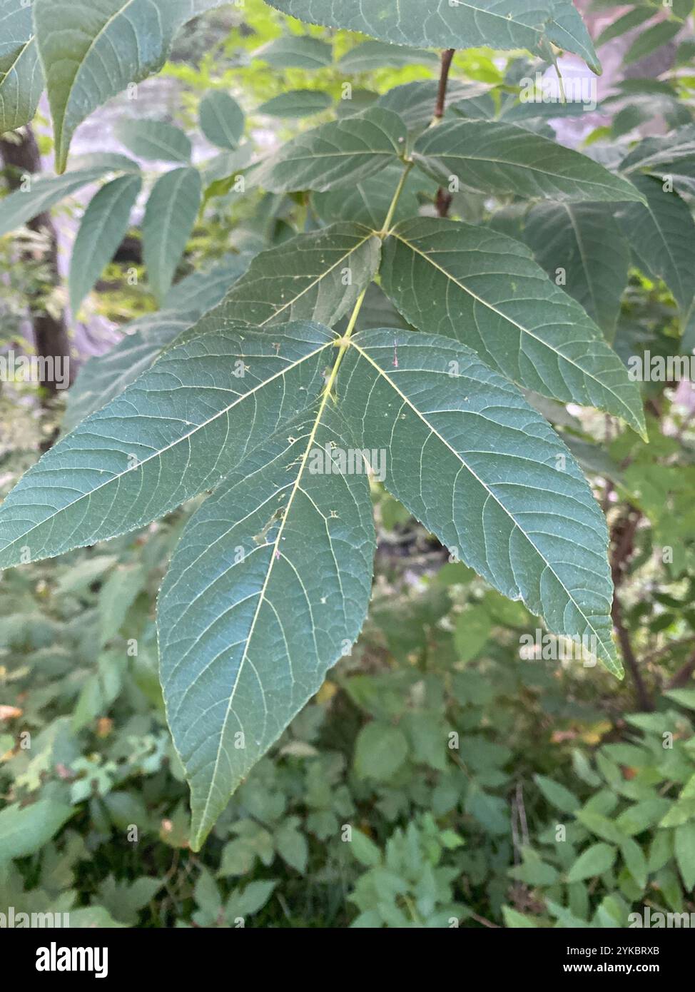 UNGNADIA SPECIOSA, MEXICAN BUCKEYE, FABULOUS NATIVE TREE/SCREENING SHRUB, 15 SDS - Foto 7