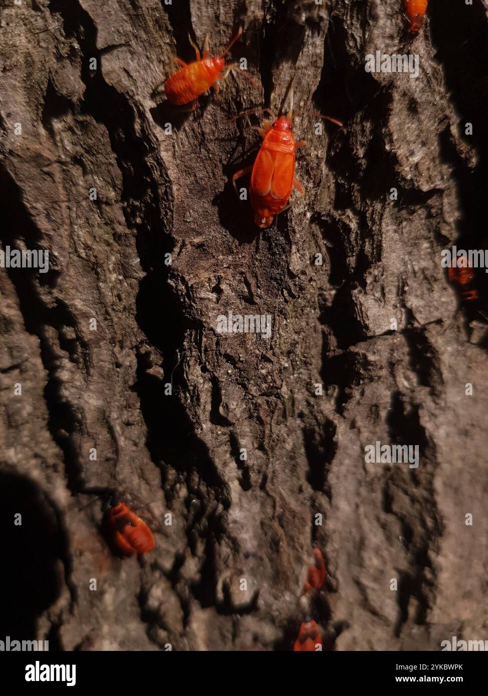 European Firebug (Pyrrhocoris apterus Stock Photo - Alamy