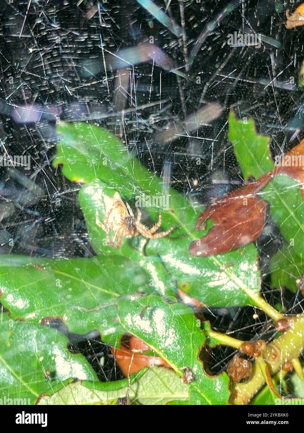 Tropical tent web spider hi-res stock photography and images - Alamy