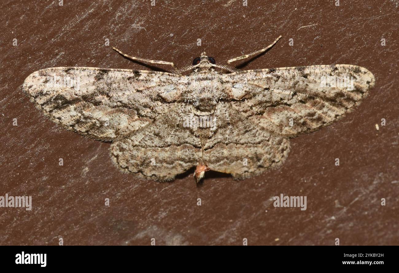 North American Common Gray (Anavitrinella pampinaria Stock Photo - Alamy