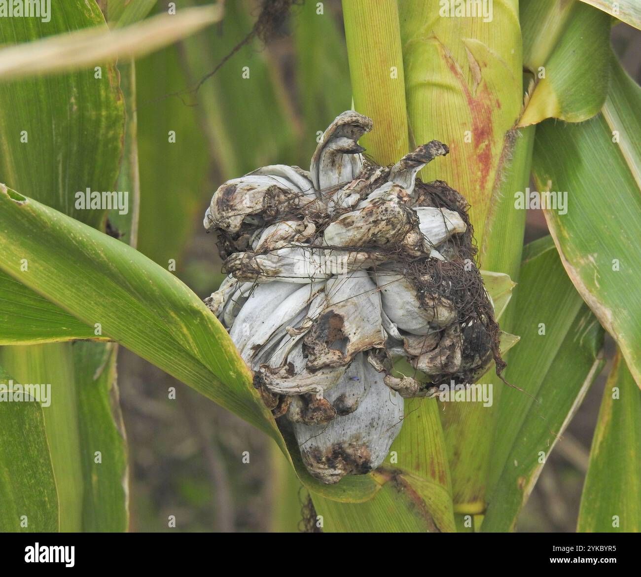 Mycosarcoma Corn Smut (Mycosarcoma maydis Stock Photo - Alamy