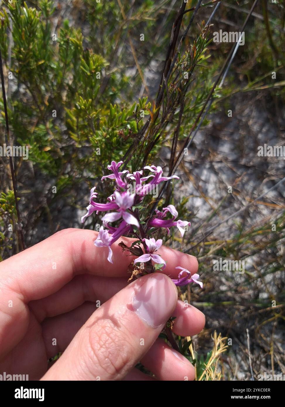 Baroe Bulb Baroe (Cyphia bulbosa Stock Photo - Alamy