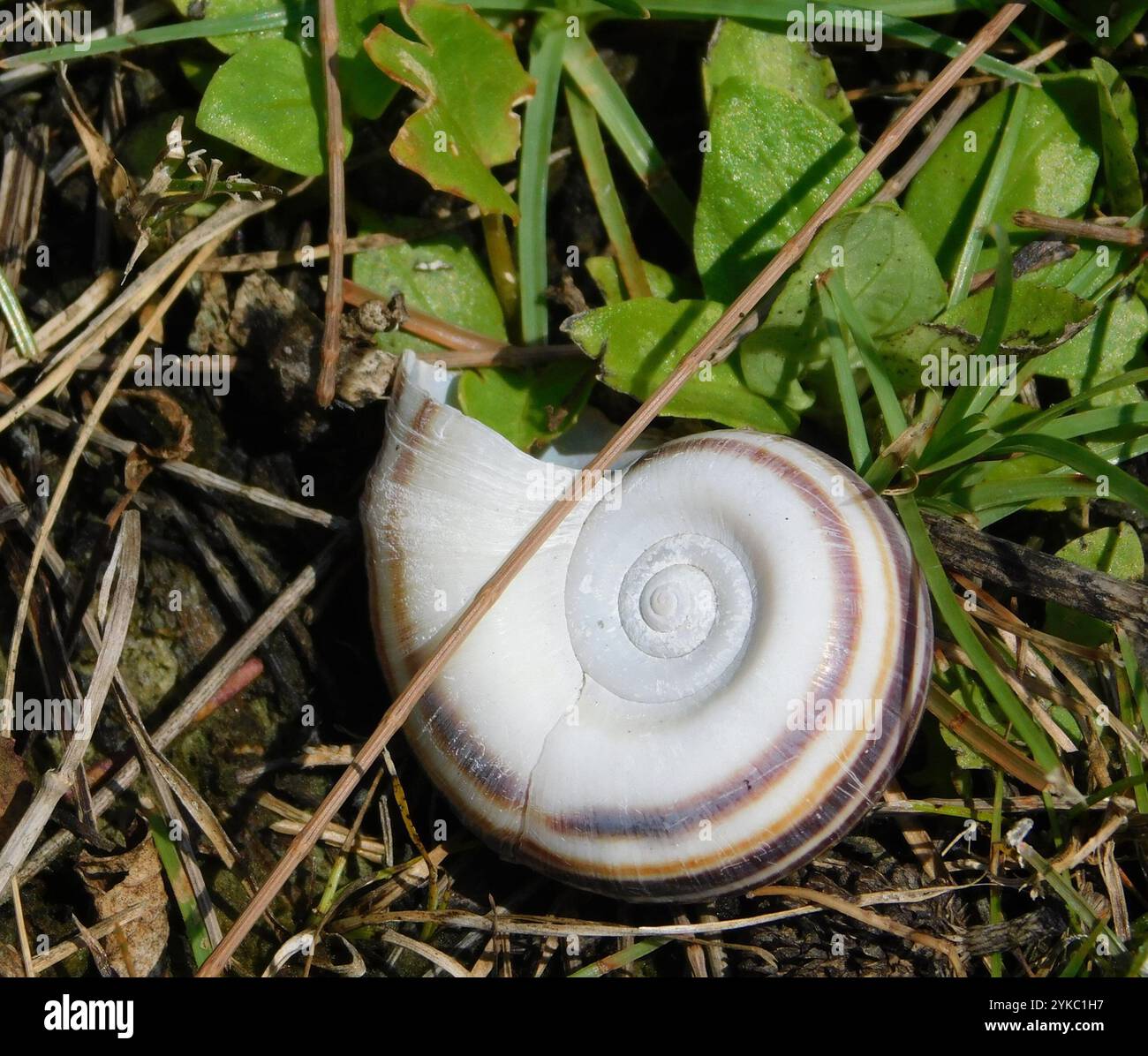 giant-ramshorn-snail-marisa-cornuarietis-stock-photo-alamy