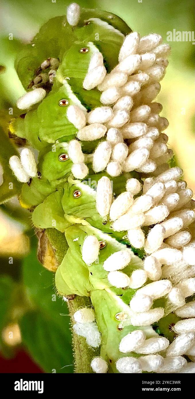Hornworm Parasitoid Wasp (Cotesia congregata Stock Photo - Alamy